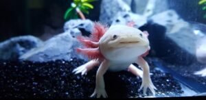 Axolotls