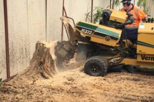 stump grinding gold coast
